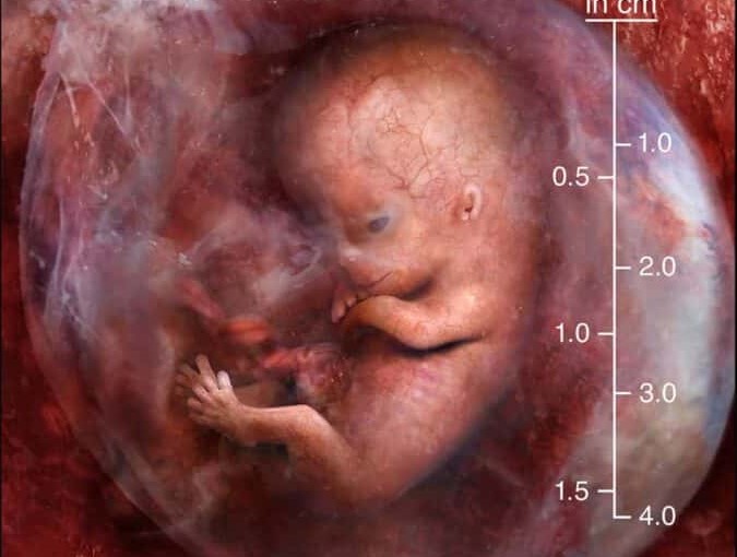 New app fosters understanding of fetal development to impact hearts and minds for life