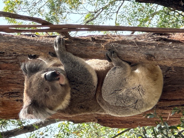 HeartbeatGoesToAustralia3