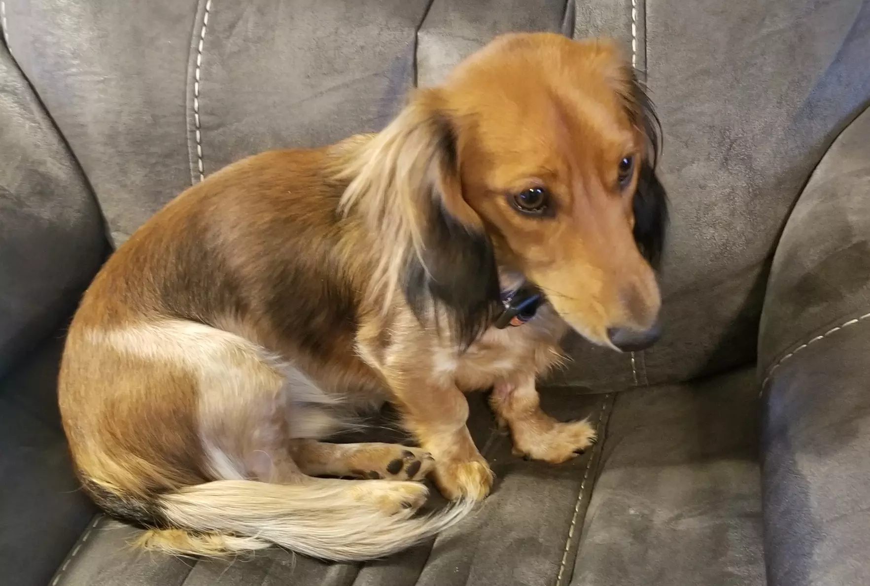 Learning \"Life\" from a Dog