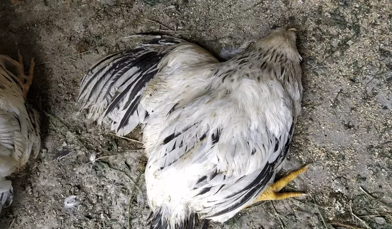 Pro-life pregnancy center attacked with ‘ritualistic’ vandalism: mutilated animal bodies