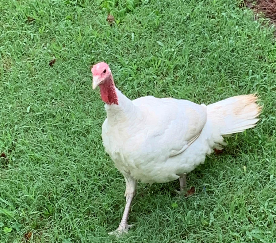 Lessons from a homeless turkey